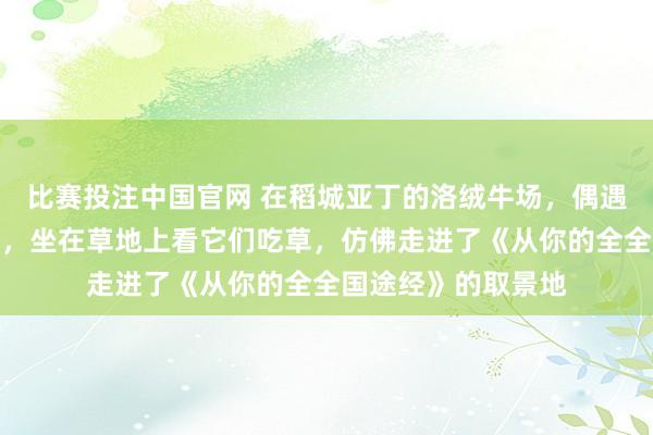 比赛投注中国官网 在稻城亚丁的洛绒牛场，偶遇了一群野生的岩羊，坐在草地上看它们吃草，仿佛走进了《从你的全全国途经》的取景地